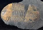 Hoekaspis megacantha (LEANZA 1941) - Bild &copy; FossNet FossilienStore